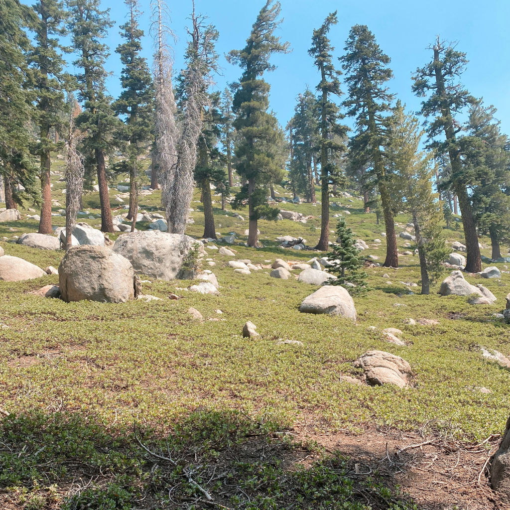 A view along the trail during Castle Peak 100K, 2021