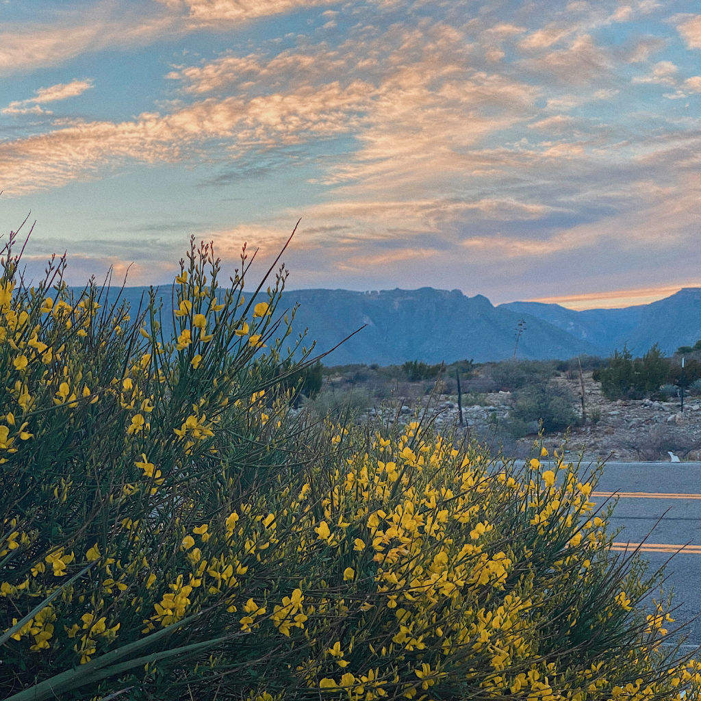 Backdrop of Guadalupe Mountains, TX with desert flowers in the foreground
