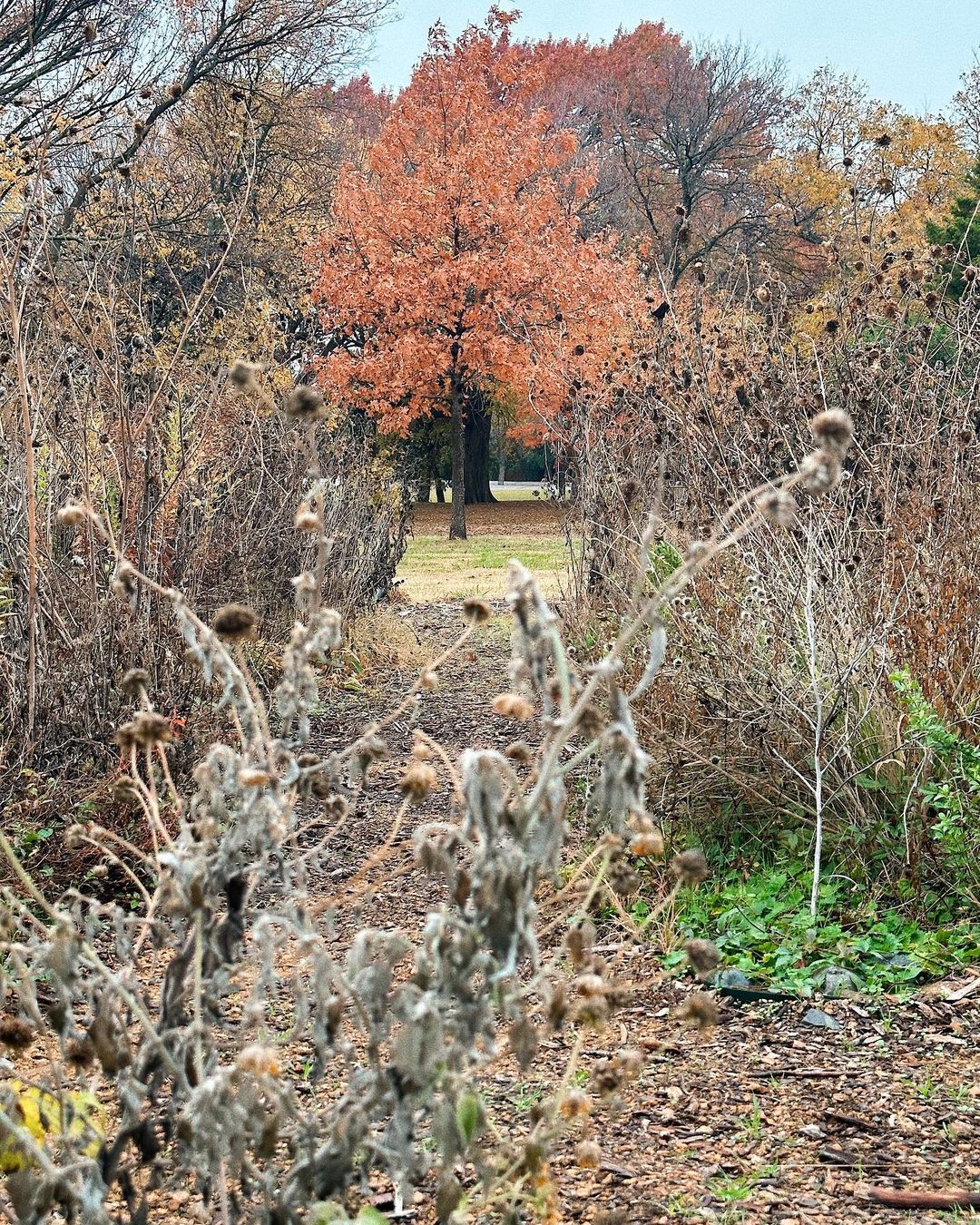 Looking down a path, close to ground, red oak tree in the distance, winter