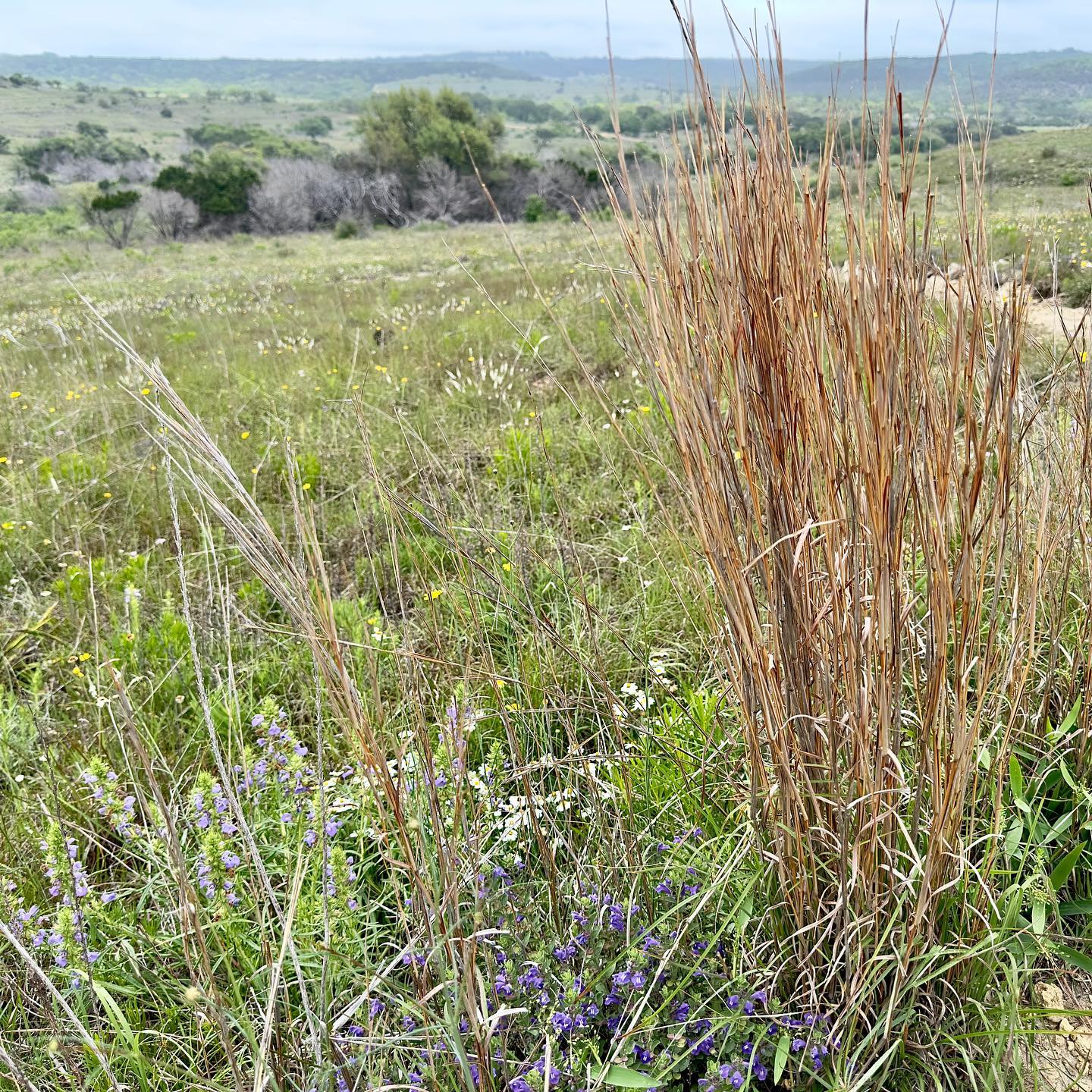 View of canyonlands with little bluestem and wildflowers in foreground