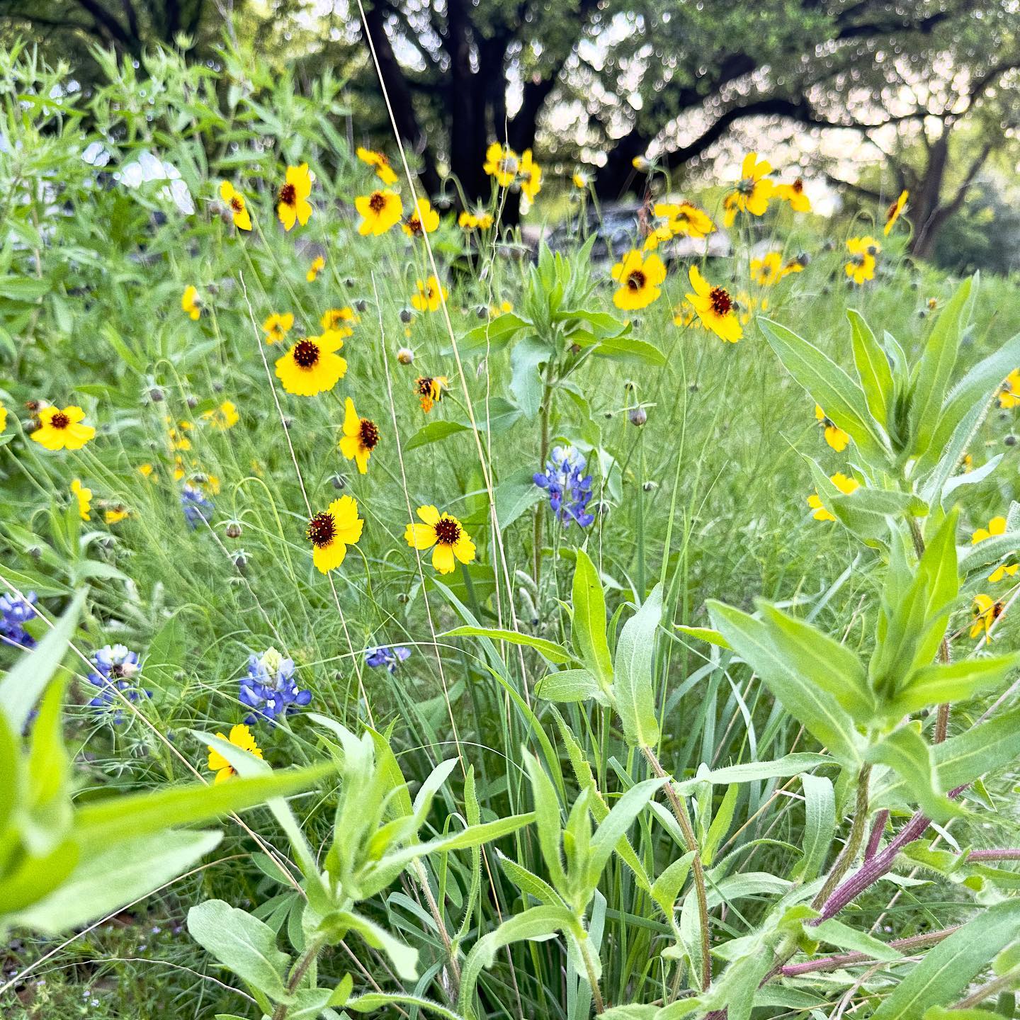 Wildflowers from a low angle, greenthreads, bluebonnets